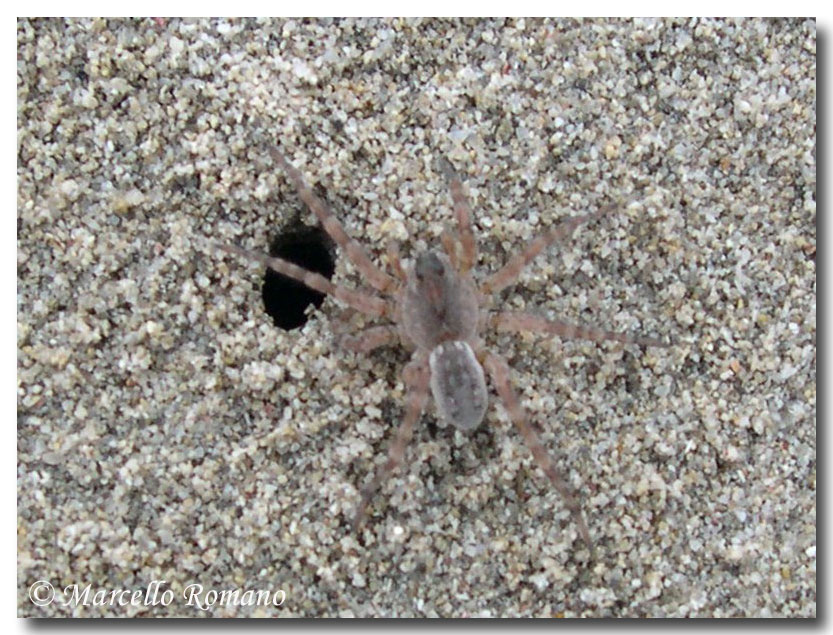 Due Lycosidae fotografati ieri a Capo Feto (TP)